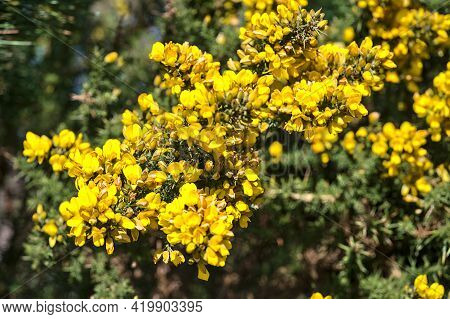 Beautiful Closeup View Of Yellow Gorse (ulex) Wild Flowers Growing Everywhere In Ireland All The Yea