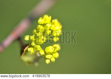 Beautiful Closeup View Spring Maple (acer) Tree Buds On Green Blurry Background Ballinteer, Dublin, 