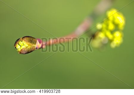 Beautiful Closeup View Spring Maple (acer) Tree Buds On Green Blurry Background Ballinteer, Dublin, 
