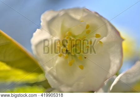 Beautiful Blurry Macro View Of Delicate Spring White Cherry (prunus Shogetsu Oku Miyako) Blossoms Fl