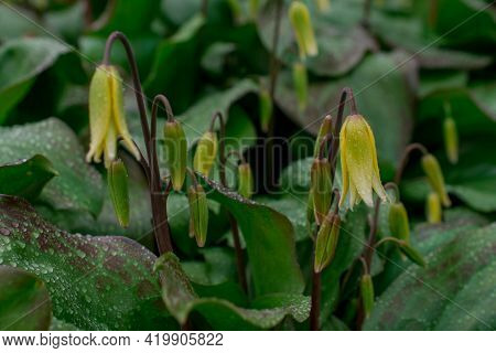 Natural Background With Spring Flowers Growing On Field