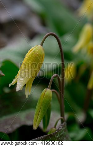 Beautiful Spring Flowers And Leaves Nature Floral Wallpaper