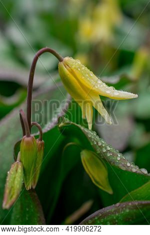 Beautiful Spring Flowers And Leaves Nature Floral Wallpaper
