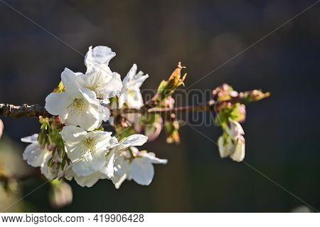 Beautiful Blurry Closeup View Of Delicate Spring White Cherry (prunus Shogetsu Oku Miyako) Blossoms 