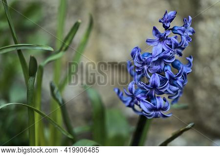 Beautiful Closeup Low-ground Vertical View Of Single Blue Hyacinth (hyacinthus) Spring Flowers Growi