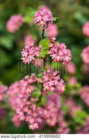 Beautiful Closeup Spring View Of Wild Red-flowering Currant (ribes Sanguineum) Pink Corolla And Yell