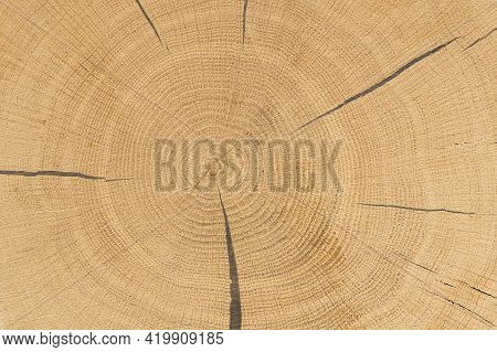 Close Up Of Pine Tree Growth Rings With Cracks Filled With Resin. Cross-section Of Polished Tree Stu