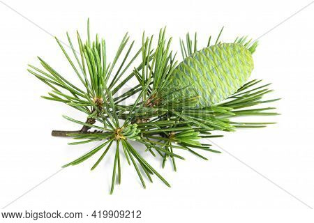 Cedrus Deodara Twig With Cone Isolated On White Background