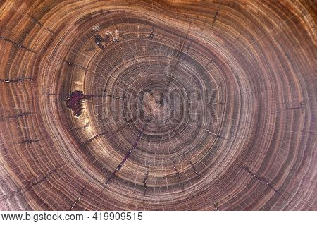 Cross-section Of Cherry Tree With Growth Rings. Full Frame Of Wood Slice Texture For Background