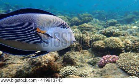 Sohal Surgeonfish Or Sohal Tang Or Arabian Surgeonfish (acanthurus Sohal) Undersea, Red Sea, Egypt, 