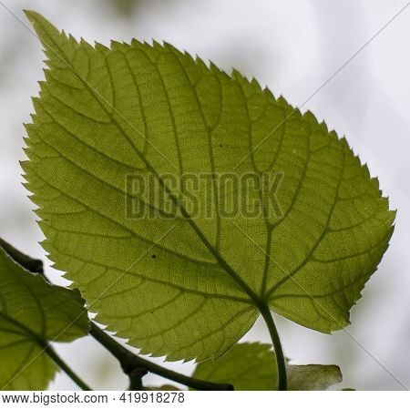 Tilia Platyphyllos Green Leaves. The Tree Is Also Known As Large Leaved Lime Or Linden.