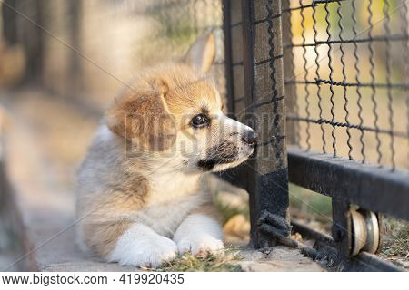 Corgi Puppy Sit Stay And Calm In The Cage, Nobody, Lonely, Cute Dog