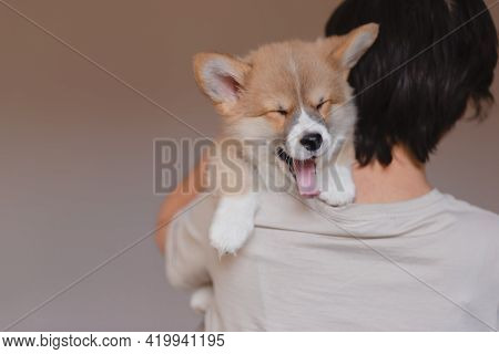 Young Female Holding Cute Little Pembroke Welsh Corgi Puppy. Taking Care And Adopting Pets Concept. 