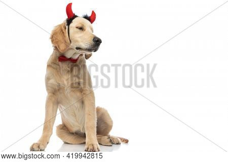 golden retriever dog wearing devil horns and a bowtie, closing his eyes and sitting against white background