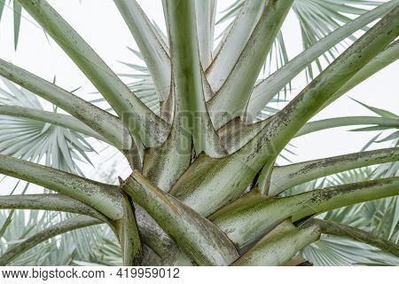 Close Up View Of Blue Latan Palm