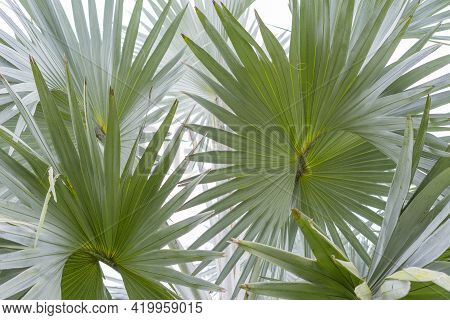 Close Up View Of Blue Latan Palm