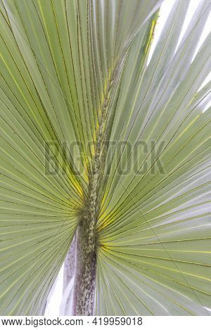 Close Up View Of Blue Latan Palm