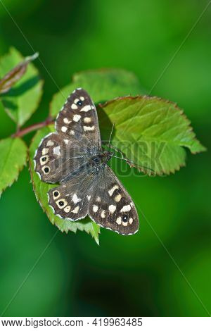 Closeup Of A Fresh Emerged  Brown Speckled Wood Butterfly , Pararge Aegeria, In The Garden