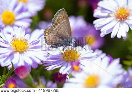 Aster flower with butterfly. Beautiful nature summer background. (Symphyotrichum novi-belgii) (Pararge aegeria)