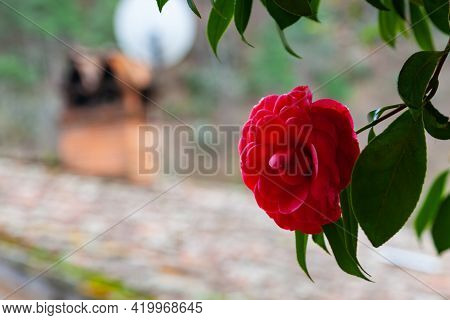 Camelia Rossa Coltivata, Appena Sbocciata, Primo Piano