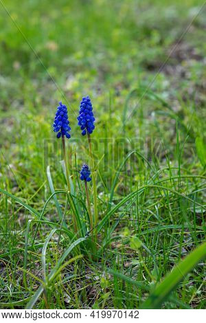 Blue Small Flowers In The Meadow, Forget Me Not On The Green Grass Background. Floral Summer Spring 