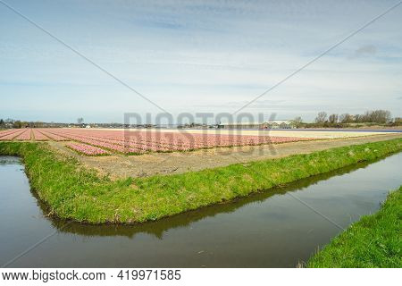 Tulipfields Close To Lisse In The Netherlands.