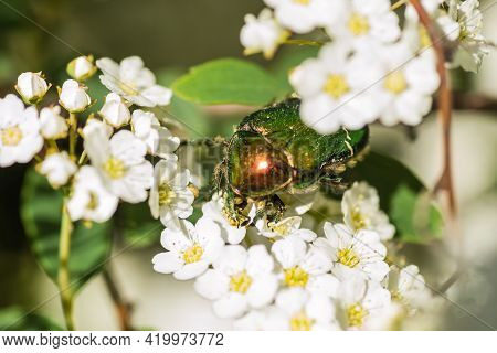 Insect Cetonia Aurata, On The Small, Snow-white Flowers Of Lobularia Maritima Alissum Maritimum.