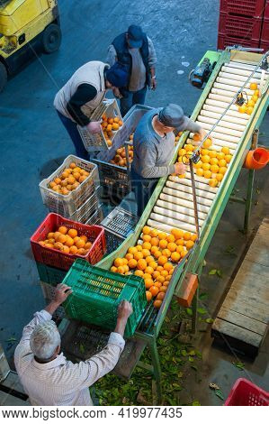 The Production Line Of Citrus Fruits: Workers In A Warehouse During The Initial Selection Phase Of T