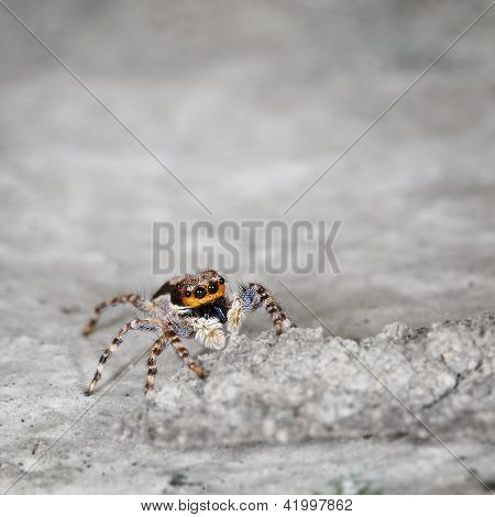 Salticidae - piccolo ragno su grigio pietra Close Up