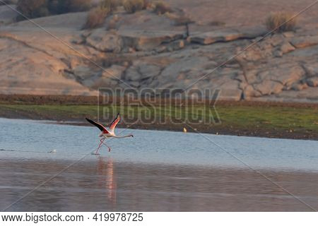 Selective focus image captured of a lesser flamingo running in water to take off in the morning glow