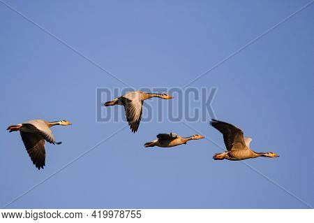 Four Bar Headed Geese Flying In A Symmetry With Blue Sky In The Background At Jawai, Rajasthan In In