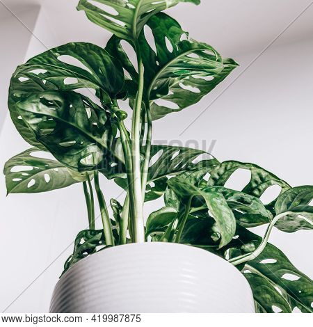 Monstera Monkey Mask, Or Official Name Monstera Adansonii, The Adansons Monstera, Swiss Cheese Plant