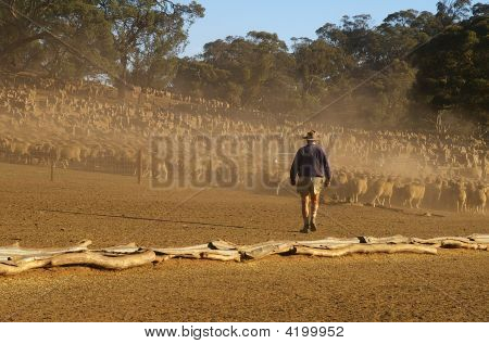 Ovejas de movimiento campesino