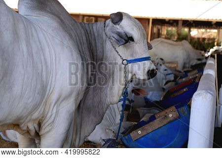Salvador, Bahia / Brazil - November 29, 2015: Nellore Cattle Are Seen During An Agricultural Exhibit