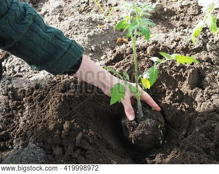 Planting Tomato Seedling In Ground.tomato Growing Secrets.