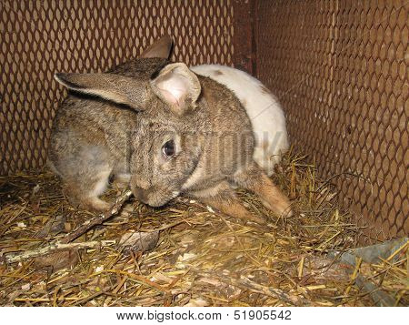 nice rabbits in the farm