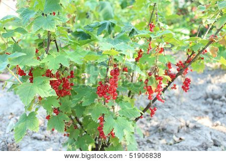 red currant hanging on the bush