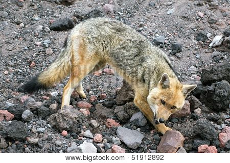 Andean Fox In The Chimborazo Province, Ecuador