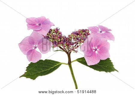 Hydrangea