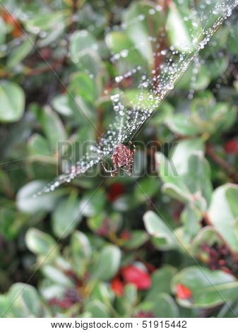 Spider Upon Web