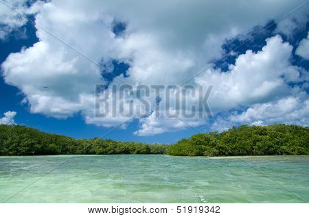 mangrove trees in caribbean sea