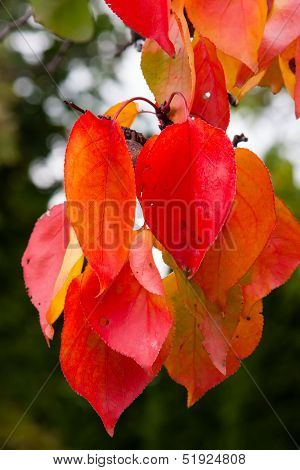 Fall Colors