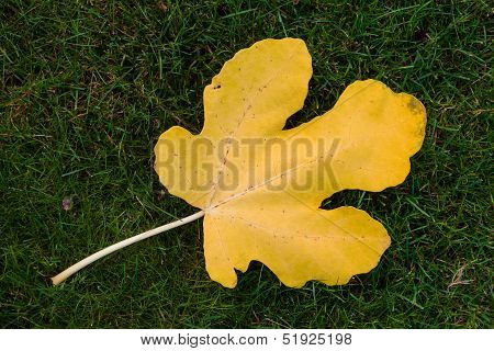 Fall Colors