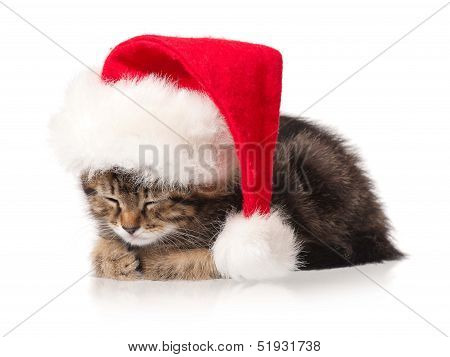 Asleep kitten