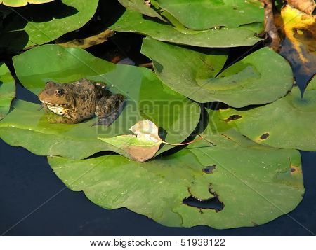View of brown toad