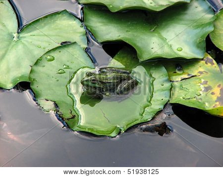 View of green toad