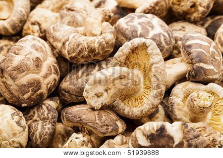 Dried shiitake 