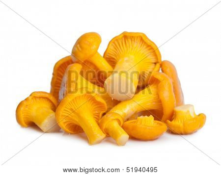 Chanterelle isolated on white, edible wild mushroom, Cantharellus cibarius.