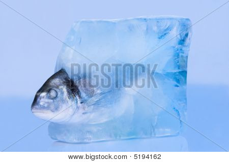 Pesce