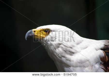 Eaglr